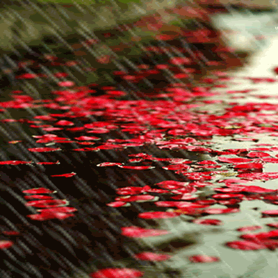 FlowersRedWithRain.gif Flowers Red with  Rain image by Seanchai-peg