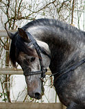 Bridle I want to have