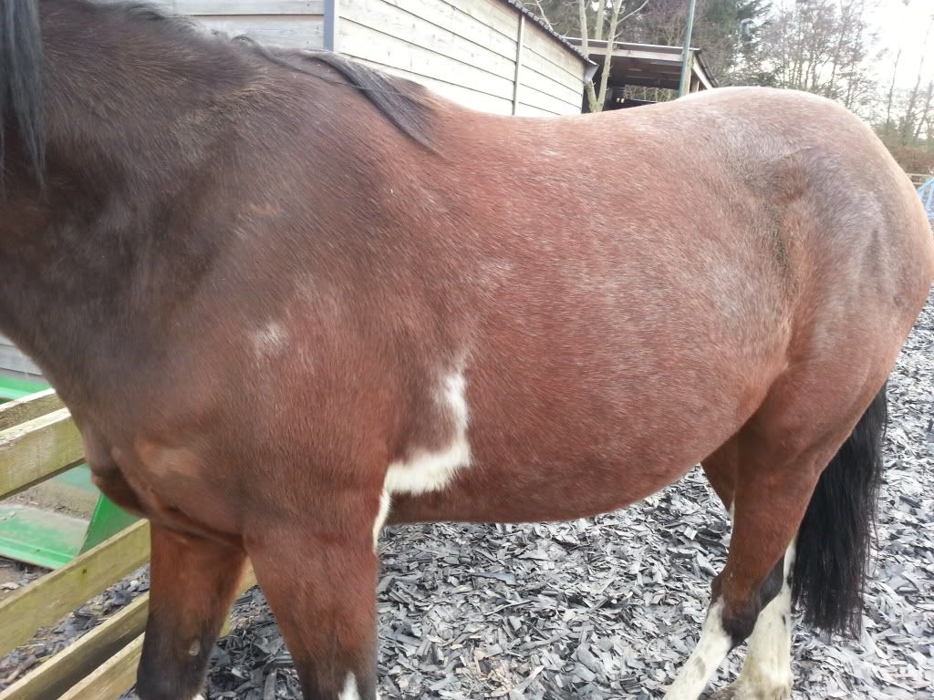 Do you think this horse is greying out & what colour? pics Horse and