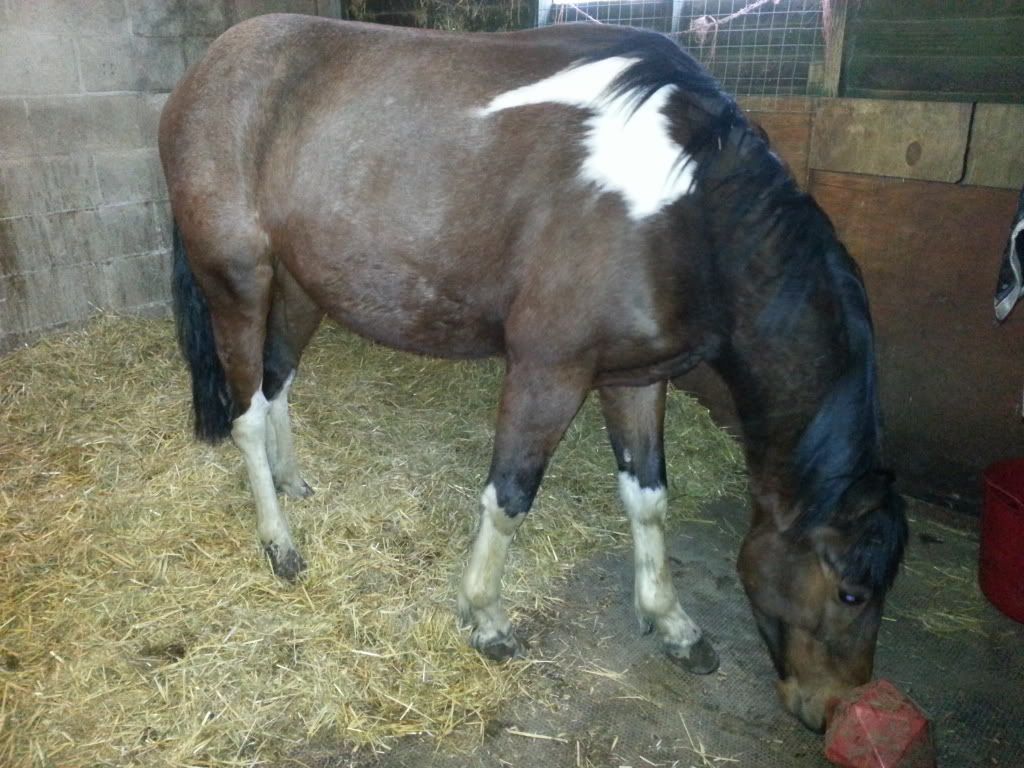 Do you think this horse is greying out & what colour? pics Horse and