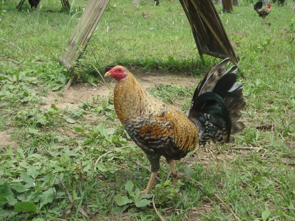 Ang+Manok+Kong+Bulik Ang Manok Kong Bulik http://www.sabong.ph/forum/showthread.php?p ...