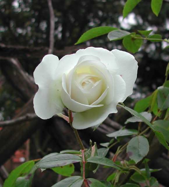 White-Rose.jpg?t=1178097516