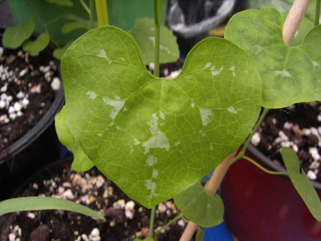 panaschierte (?) Aristolochia/Gespensterpflanze Pflanzen & Botanik