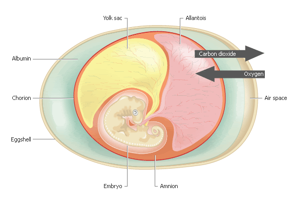 Where Do Yolk Sac Come From