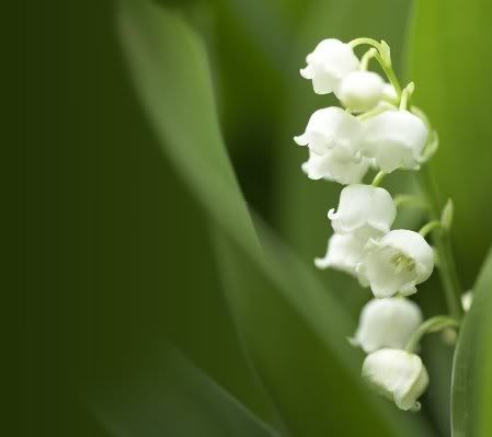 lily of the valley flower photo: Lily of the Valley Flower271.jpg