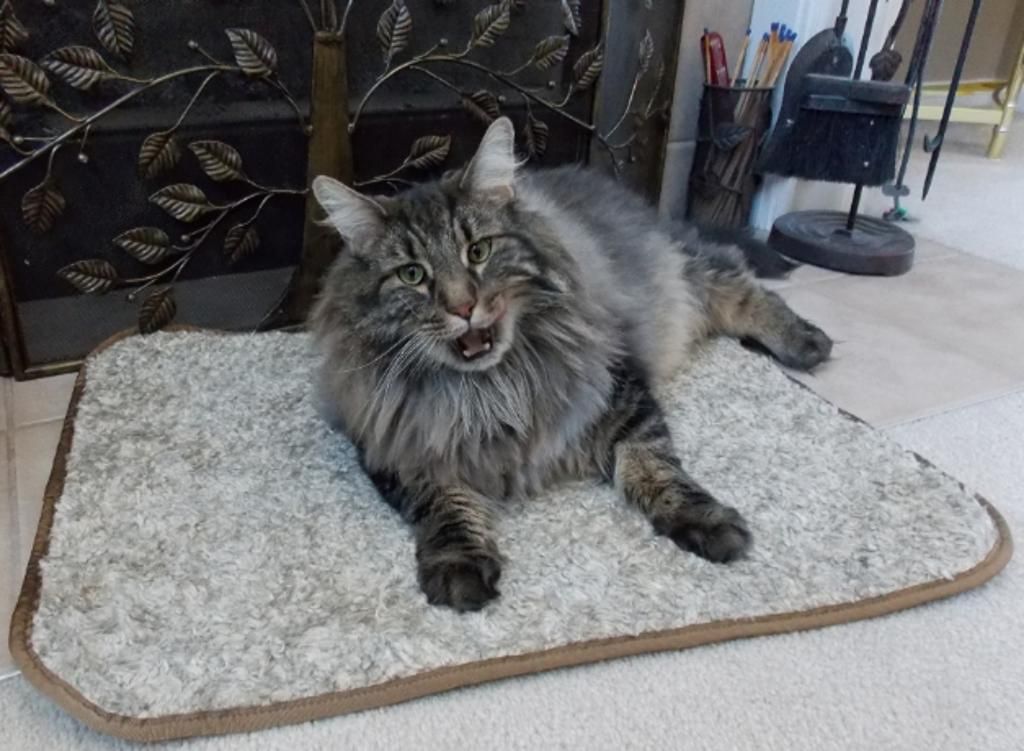 I scratch up things? Lies! All Lies!