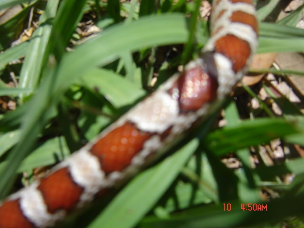 DSC08938.jpg