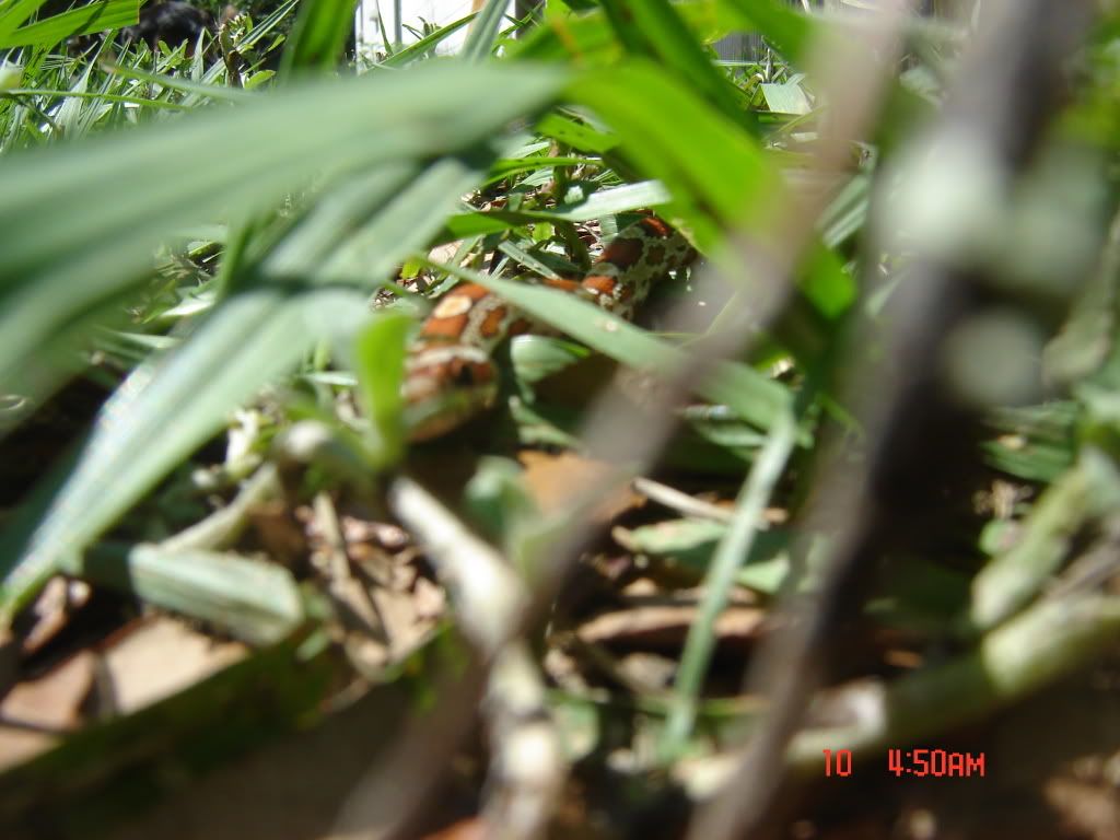 DSC08941.jpg