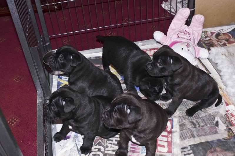 Puppies5weeks6.jpg