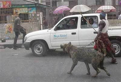 Hyena Gangster Nigeria