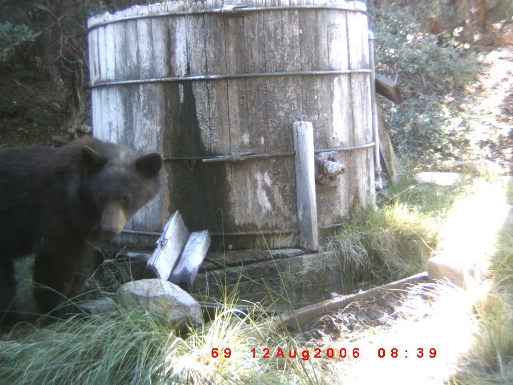 TrailCamera011.jpg