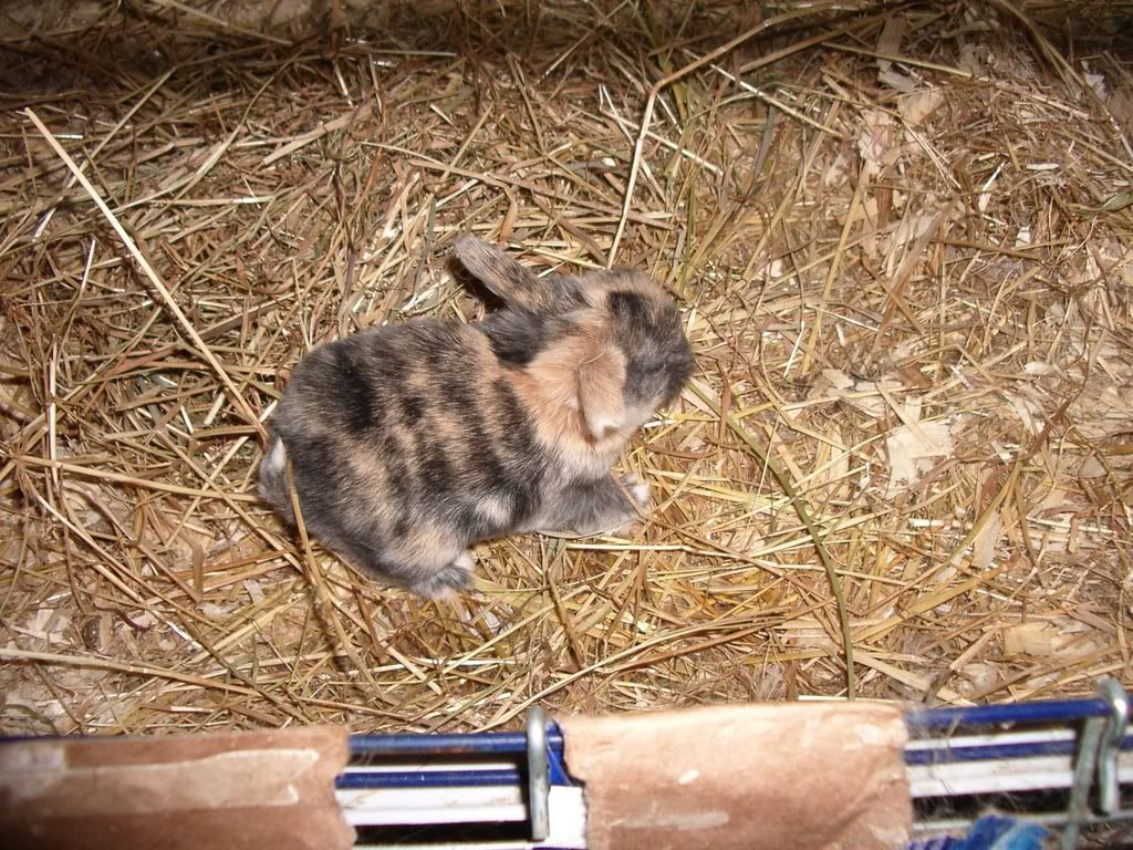 rabbits066.jpg