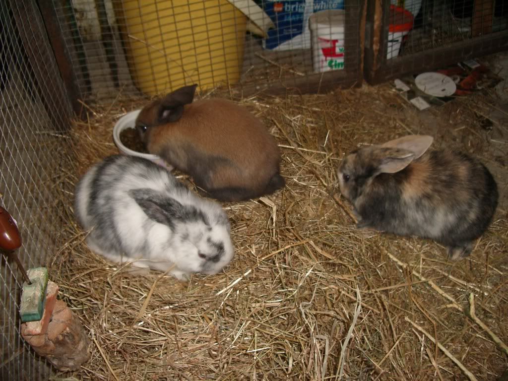 rabbits109.jpg