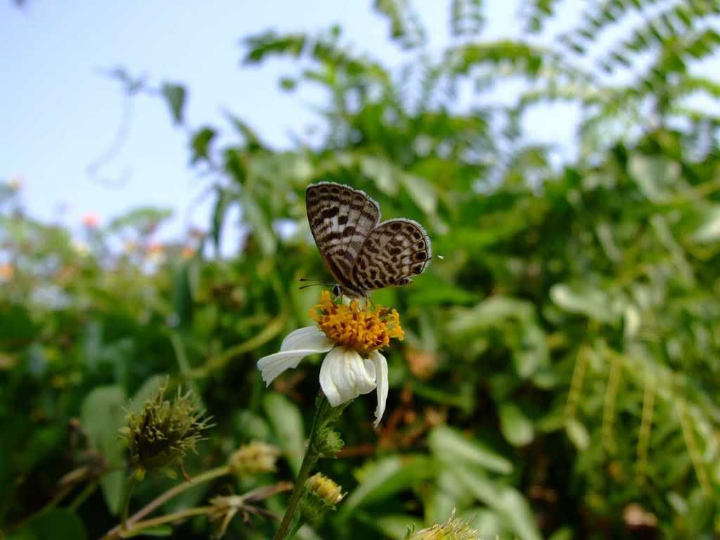 Photo Sharing and Video Hosting at Photobucket