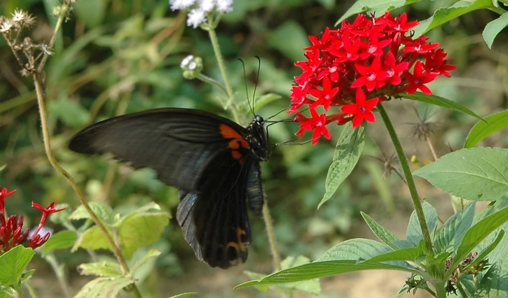 Photo Sharing and Video Hosting at Photobucket