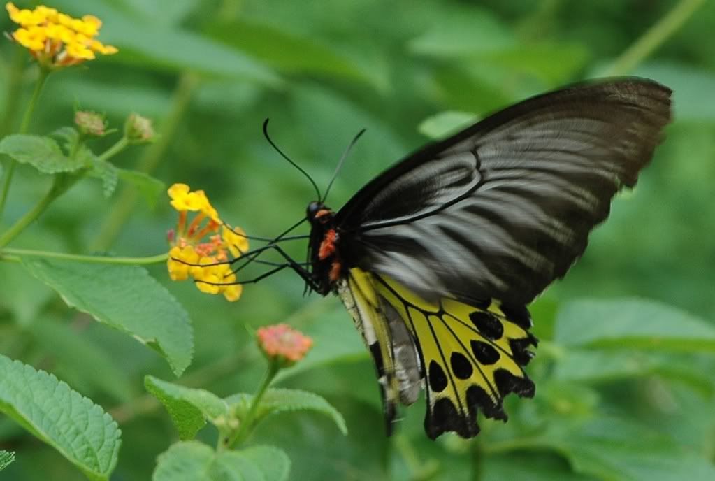 Photo Sharing and Video Hosting at Photobucket