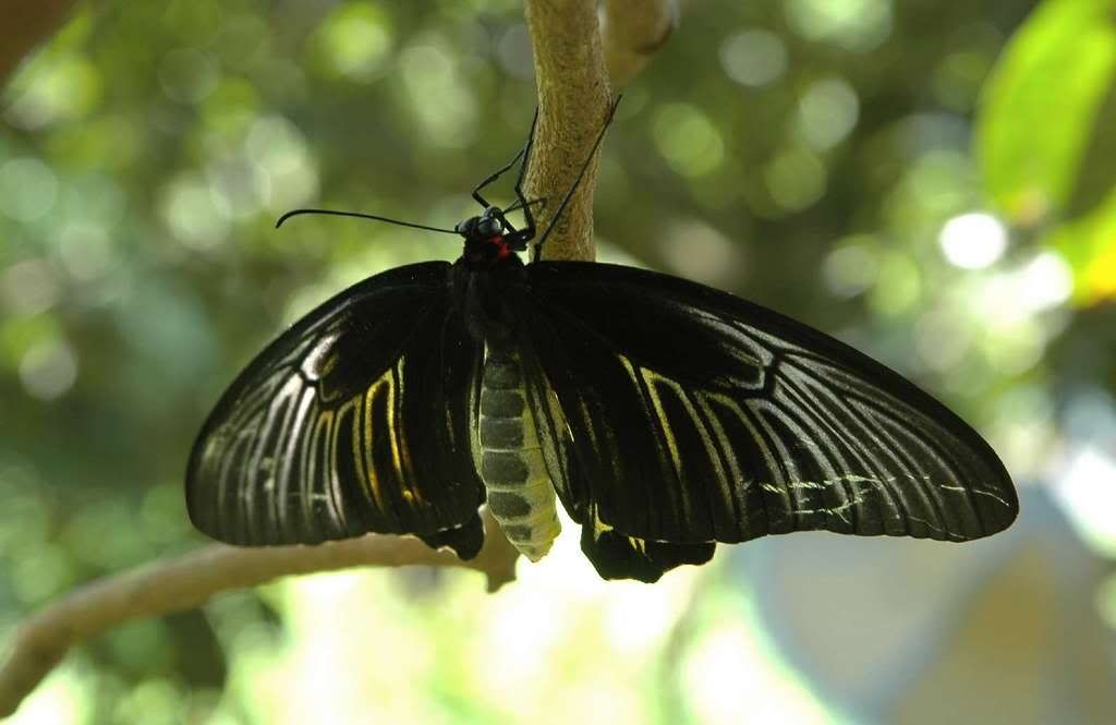 Photo Sharing and Video Hosting at Photobucket