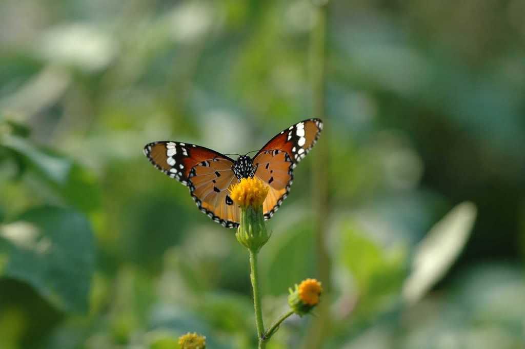 Photo Sharing and Video Hosting at Photobucket