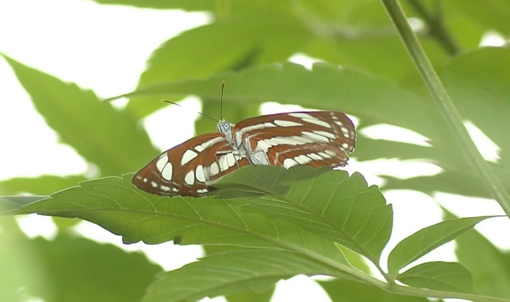 Photo Sharing and Video Hosting at Photobucket