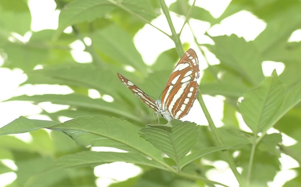 Photo Sharing and Video Hosting at Photobucket