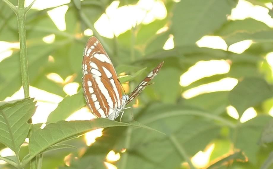 Photo Sharing and Video Hosting at Photobucket