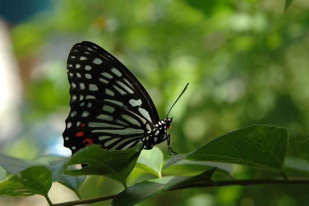 Photo Sharing and Video Hosting at Photobucket