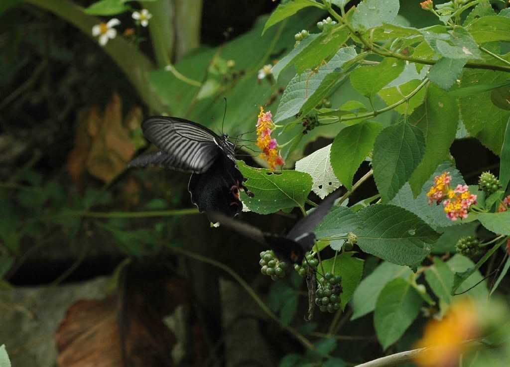 Photo Sharing and Video Hosting at Photobucket