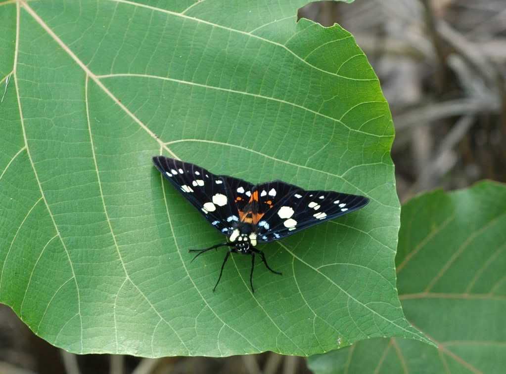 Photo Sharing and Video Hosting at Photobucket