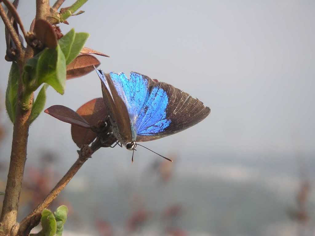 Photo Sharing and Video Hosting at Photobucket