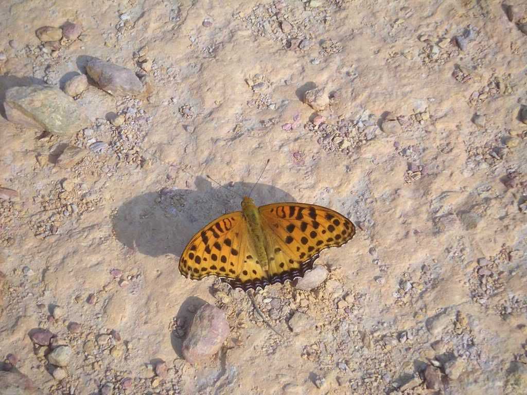 Photo Sharing and Video Hosting at Photobucket