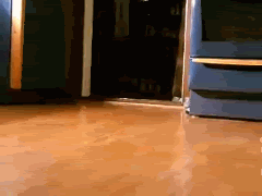 puppies.gif