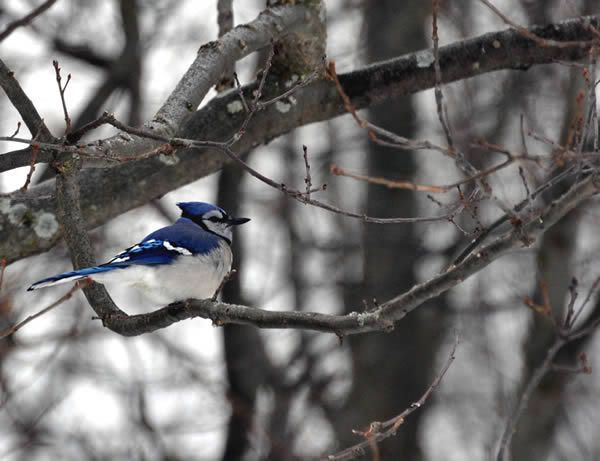 Blue_Jay