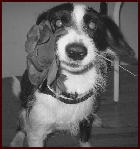 joey-1.jpg