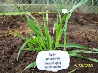 Front Raised Bed