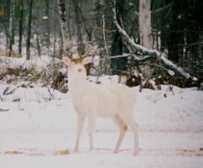 albino.jpg