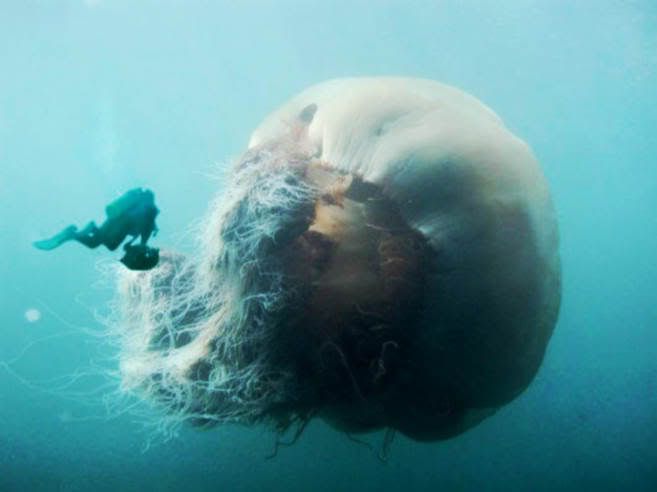 giant-jelly-fish-deep-ocean-life-fo.jpg