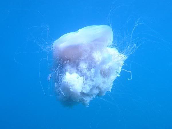 lions-mane-jellyfish-web-600x449.jpg