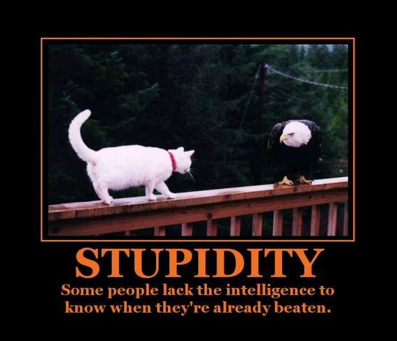 stupidity19knowwhenbeaten.jpg
