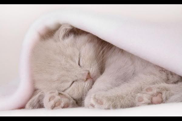 cat-sleep.jpg