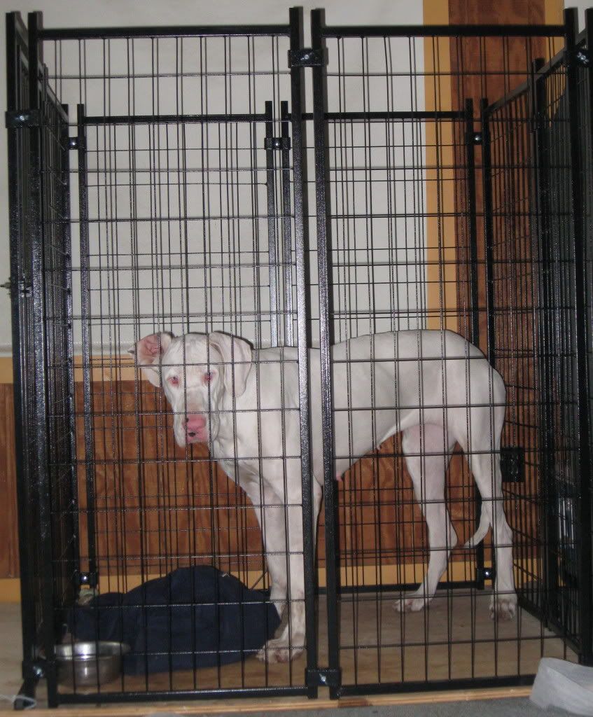 Diy Great Dane Crate at Vincent Sullivan blog