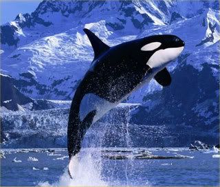 killer-whale.jpg WHALES image by Badgirl101_photos