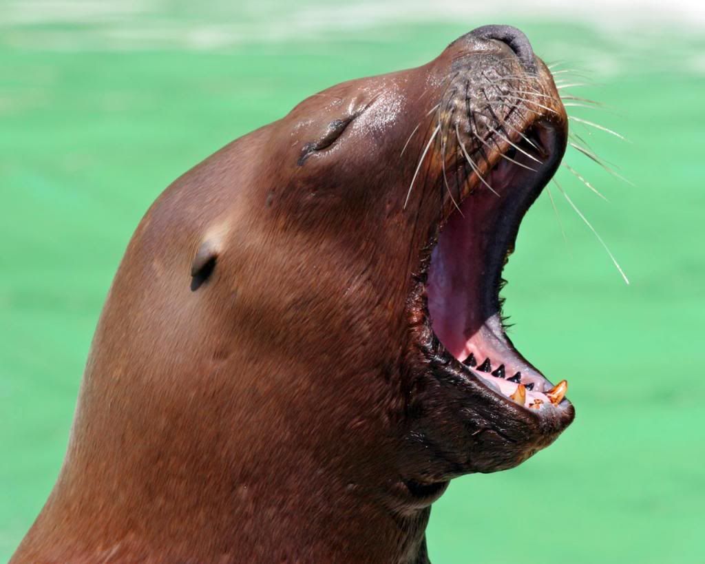 Sea_Lion_Yawn_zpsfc2512d4.jpg