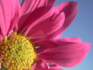 flowers_038.jpg Sun-Shine image by JCxSocER