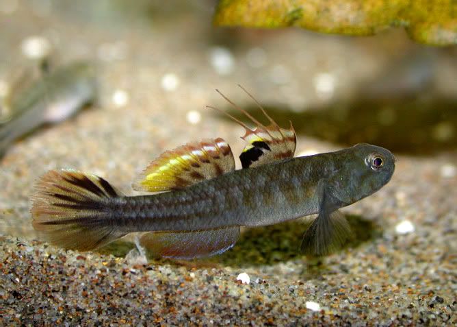 阿部鲻 mugilogobius abei