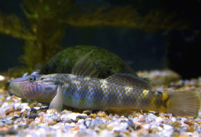 台湾吻鰕虎 rhinogobius nagoyae formosanus