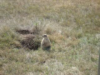 The fattest prairie dogs ever