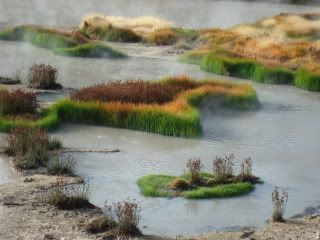 Weird plants at Yellowstone