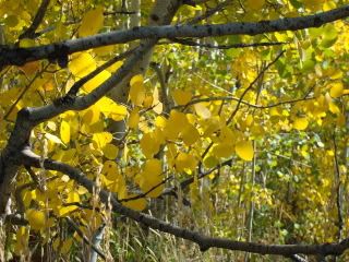 Yellow leaves