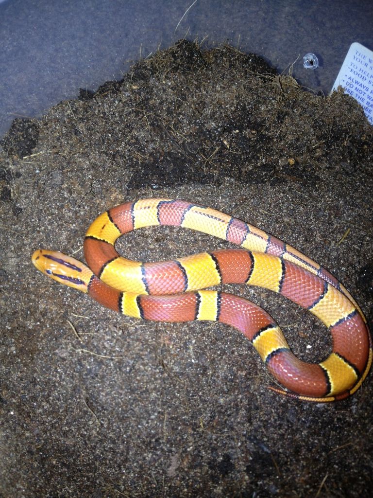 Show Your Unusual Snakes - Page 2 - Reptile Forums