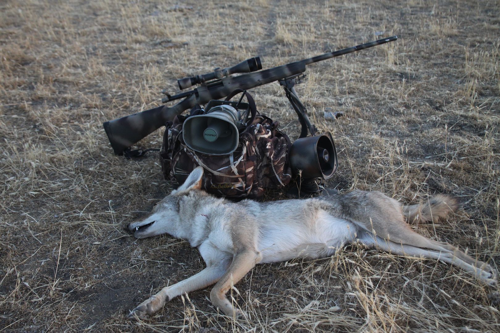 Had a good first coyote calling day of 2013/2014. PredatorMasters Forums